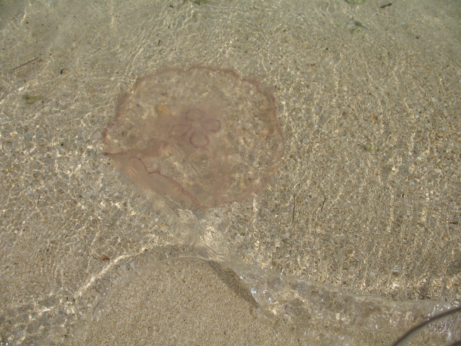 Aurelia aurita jellyfish in shallow water at Fort Jefferson