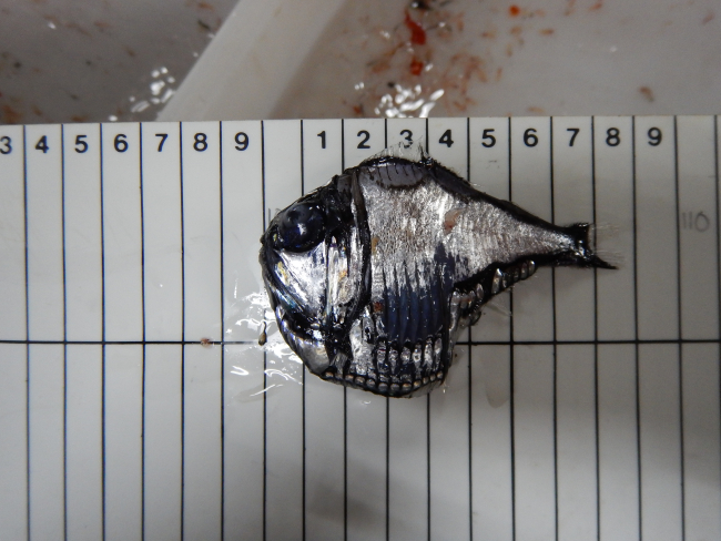 Midwater Cobb Trawl (deep scattering layer night catch) hatchetfish