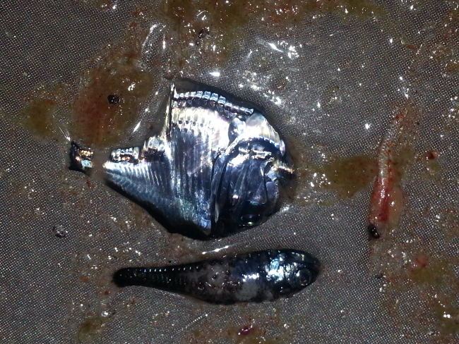 A hatchet fish, lantern fish, krill and salps from a bongo tow