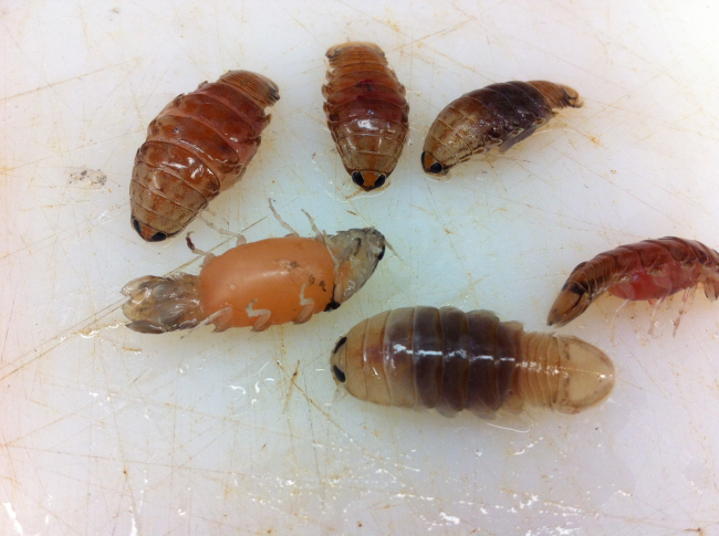 A type of isopod, or as they are sometimes called, sea lice
