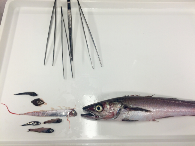 Clockwise from right: mature hake, three young lanternfish, King-of-the-Salmon,curlfin turbot, and a poacher
