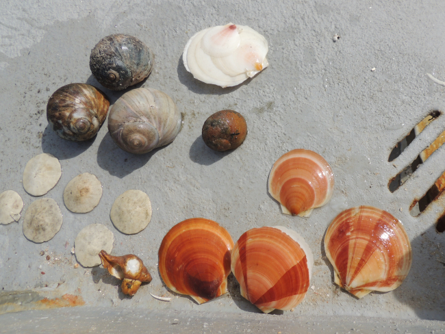 Scallop shells, sand dollars, and moon snails from dredge sample
