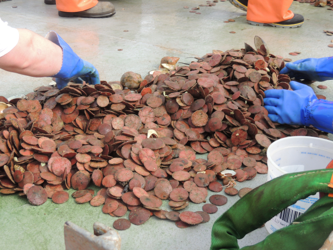 Hundreds of sand dollars obtained during dredging operations
