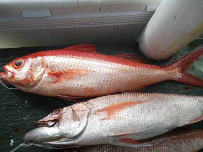 Short tail Red Snapper (Ehu) Etelis carbunculus (Top), Redfin  Jobfish(Lehi) Aphareus rutilans (Bottom)