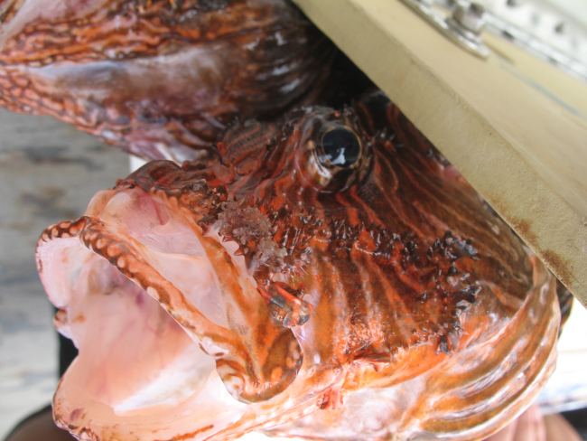 Head of a lionfish (Pterois volitans)