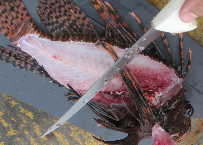 Lionfish have thirteen poisonous dorsal spines, but if you look closelyalong the bottom part of the fish, it also has poisonous anal spines