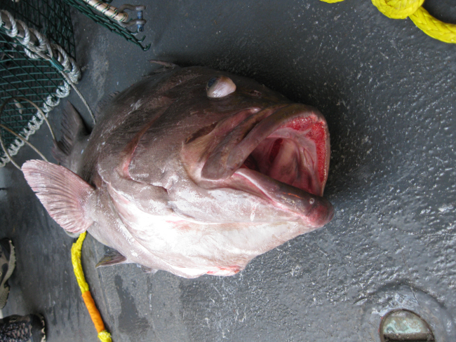 A Warsaw grouper caught in a fish trap