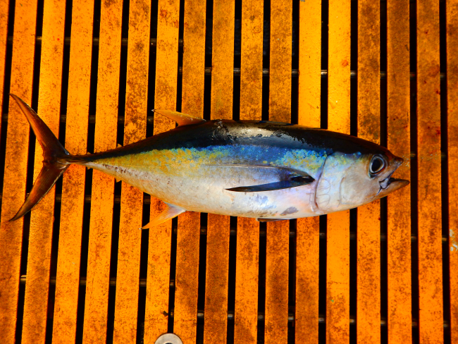 Bigeye tuna (Ahi) Thunnus obesus