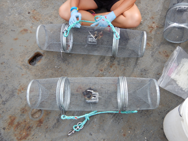 Baiting Hawaiian Eel Traps