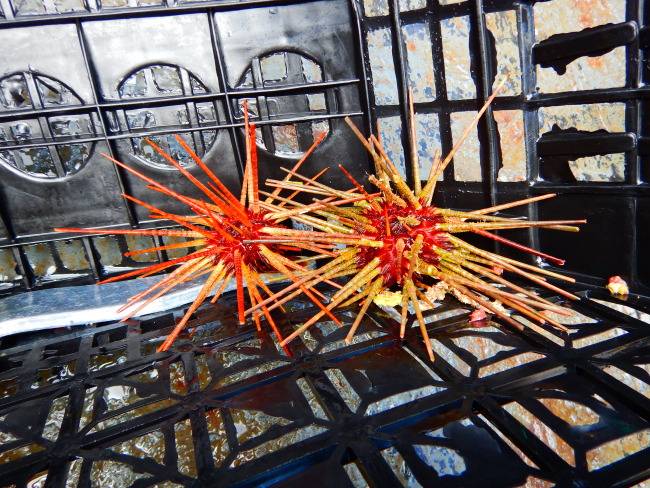 Hawaiian lobster trap catch (sea urchins)