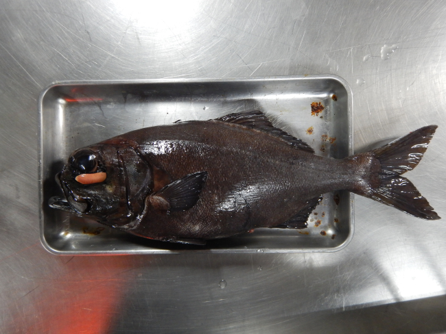 Flashlight fish (Photoblepharon spp