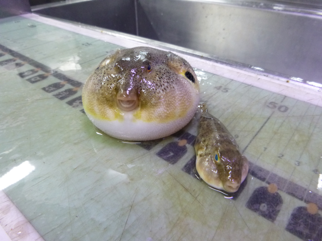 Northern puffers, one puffed up and the other a victim of deflategate