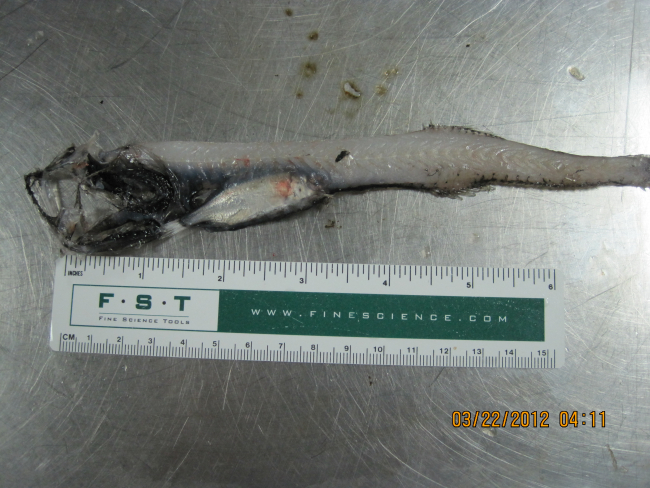Unidentified mesopelagic dragonfish with reef fish food prey