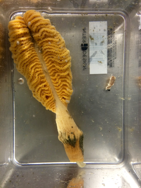 A sea pen octocoral (Pennatulacea) with an accompanying striped nudibranch(middle right) which feeds exclusively on sea pens