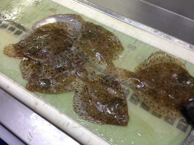 Windowpane flounder being sorted and measured