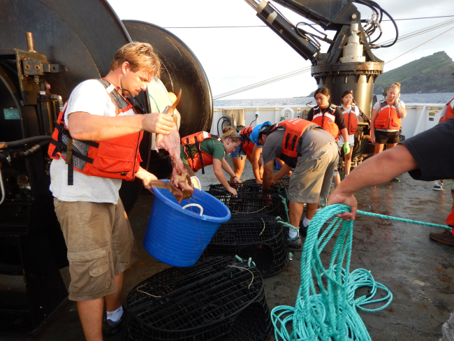 Baiting Hawaiian Lobster Traps
