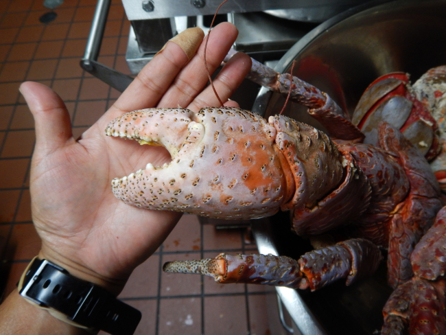 Coconut crab claw (Birgus latro)