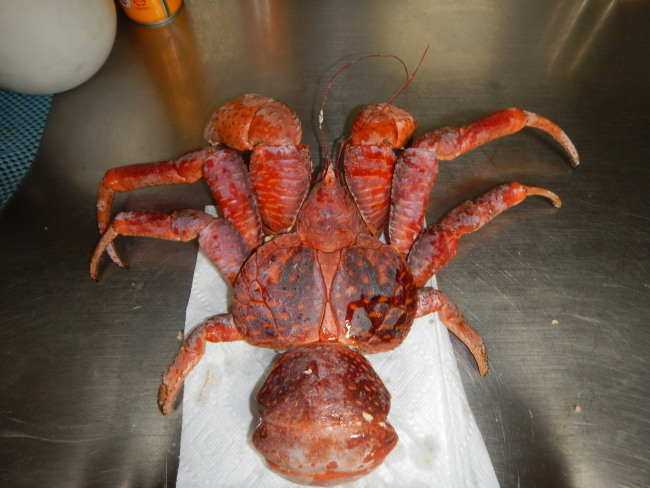 Coconut crab (Birgus latro)