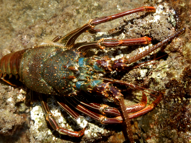 Hawaiian Spiny Lobster (Panulirus marginatus)