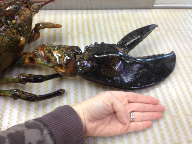 TAS Emily Whalen's hand next to a lobster claw for scale