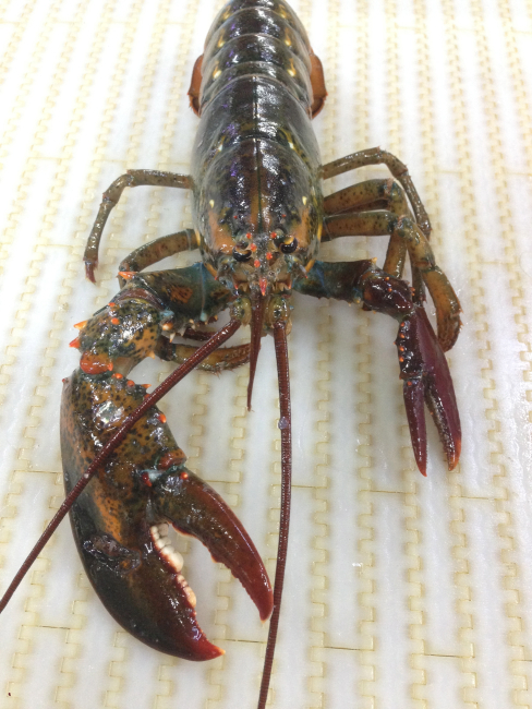 This lobster has almost completely regenerated its lost claw