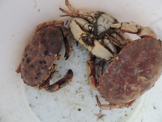 Large crabs and a small starfish brought up by the dredge