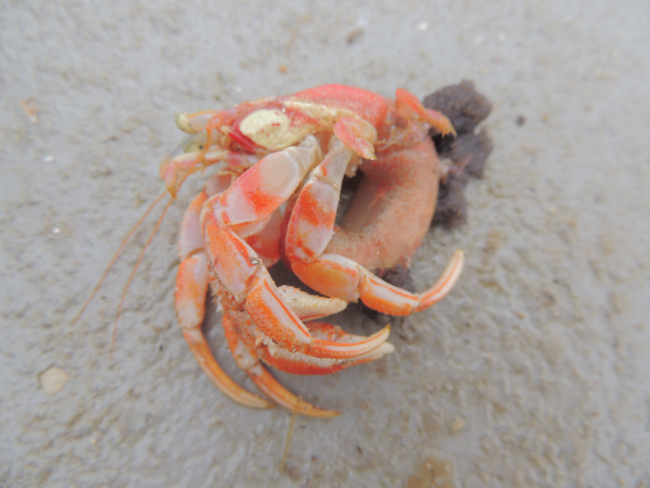 A large hermit crab out of its shell