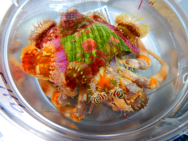 Hermit Crab, Sea Urchin, Anemones