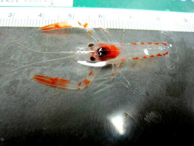 Three-centimeter long larval shrimp