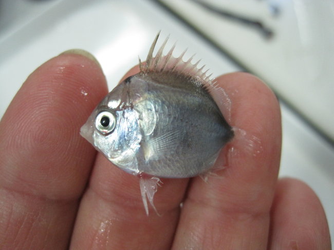 Small fish captured in plankton tow