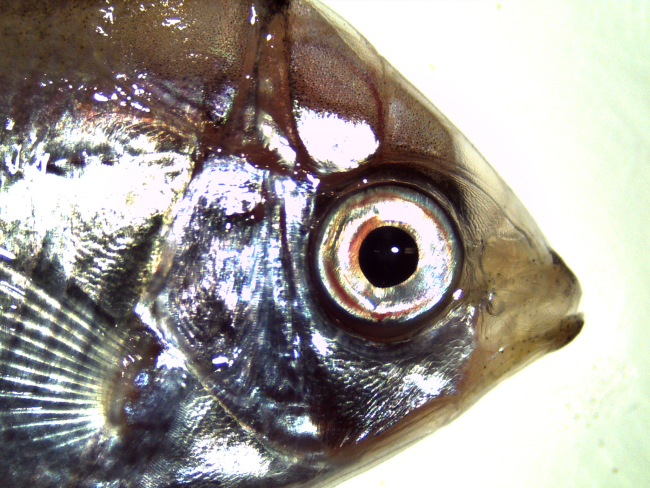 Closeup of head of small fish captured in plankton tow