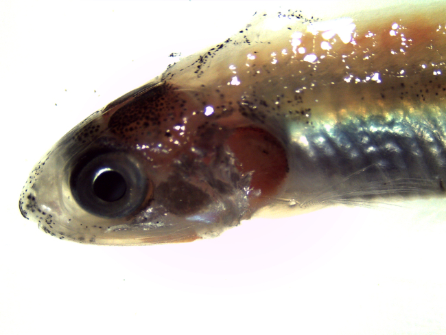 Closeup of head of small fish captured in plankton tow