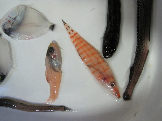 A variety of small fish captured in a mid-water plankton tow