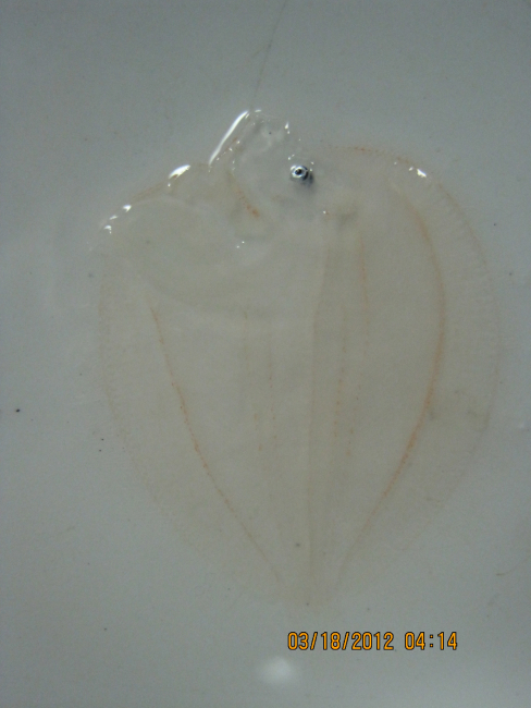 Flatfish larva captured in plankton tow