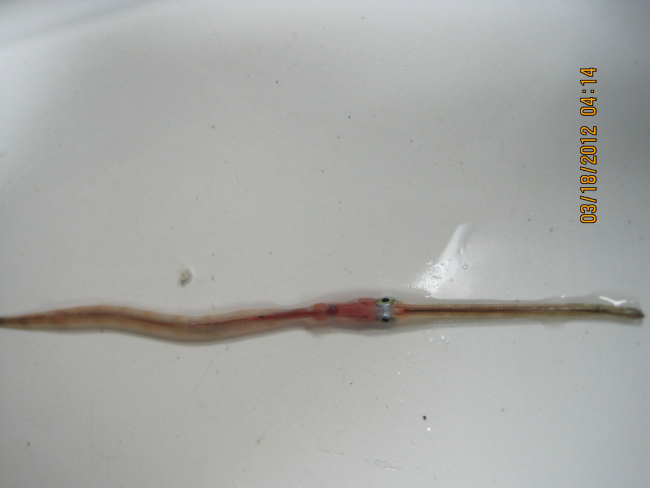 Trumpet fish captured in plankton tow