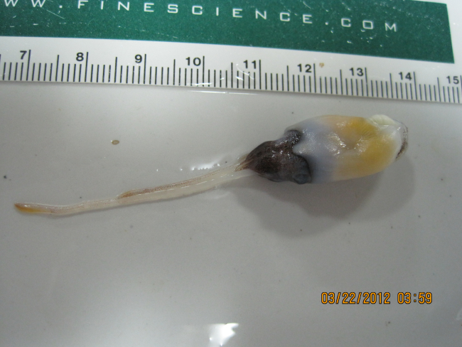 Small squid captured in plankton tow