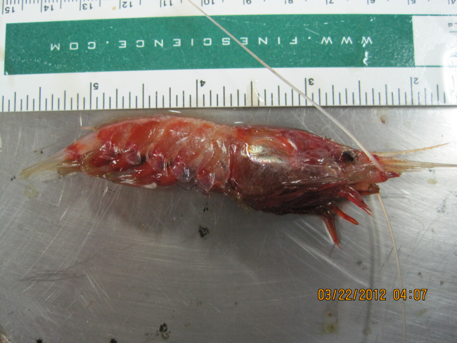 Three-inch long shrimp
