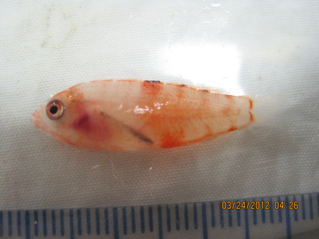 6 centimeter fish captured in plankton tow