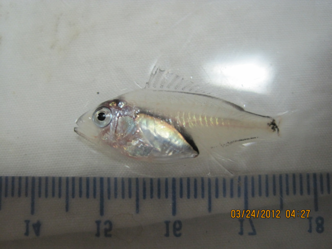 7-centimeter fish captured in plankton tow