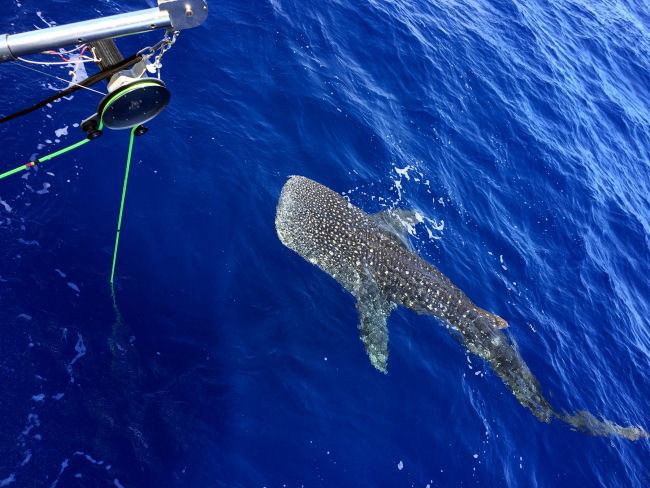 The whale shark inspecting the TOAD camera sled cable and pot haulerused to deploy it