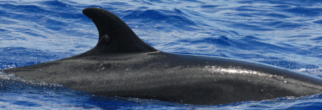 Adult false killer whale with satellite tag ID# 128888 off Tinian
