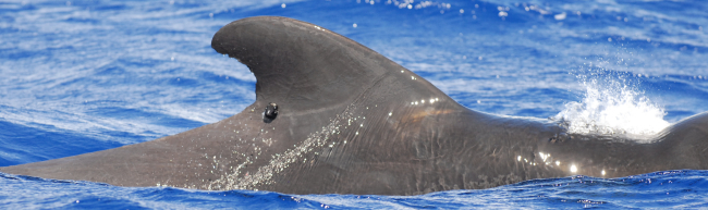 Adult male short-finned pilot whale with satellite tag #128920 off Orote Point