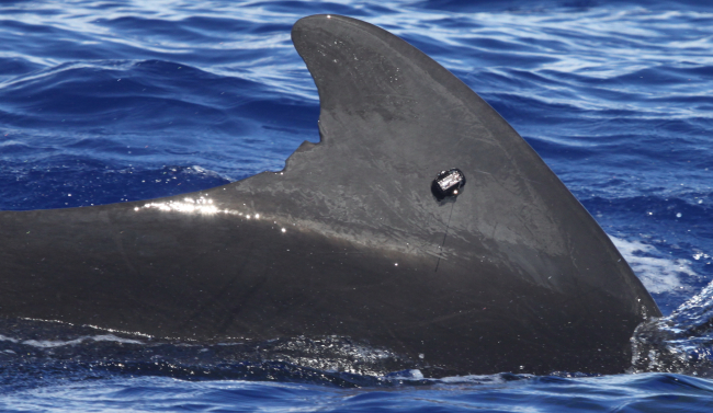 Short-finned pilot whale satellite tagged (PTT 128885) off of Guam