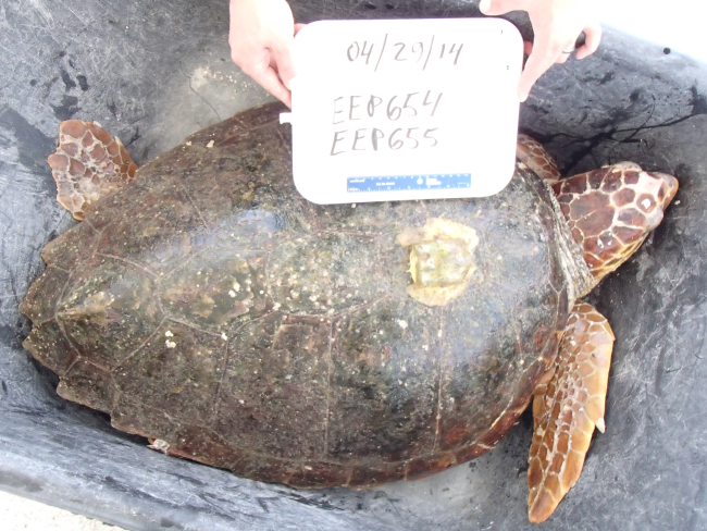 Sea turtle Hermes with nonfunctioning satellite tag still attached upon capture
