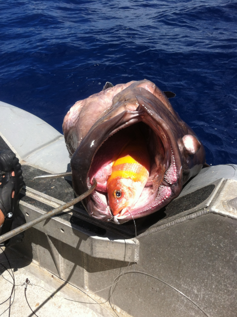 This Grouper (non-Target) ate a Gindai (non -Target) and the 125 poundfish got hooked in the lip by a small circle hook