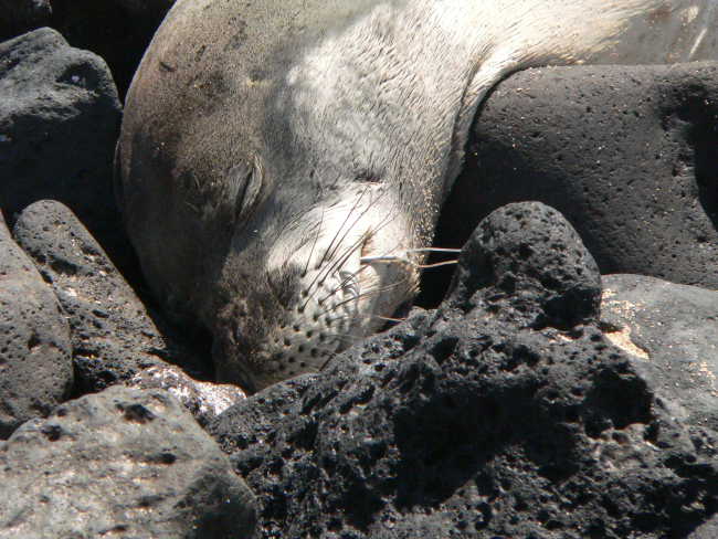 RK90, Hawaiian monk seal, with a circle hook lodged in the corner of her mouth
