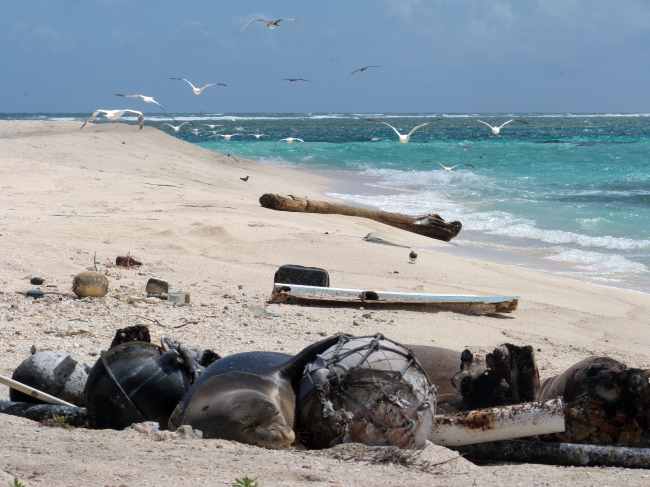 Monk seal sleeping amongst debris