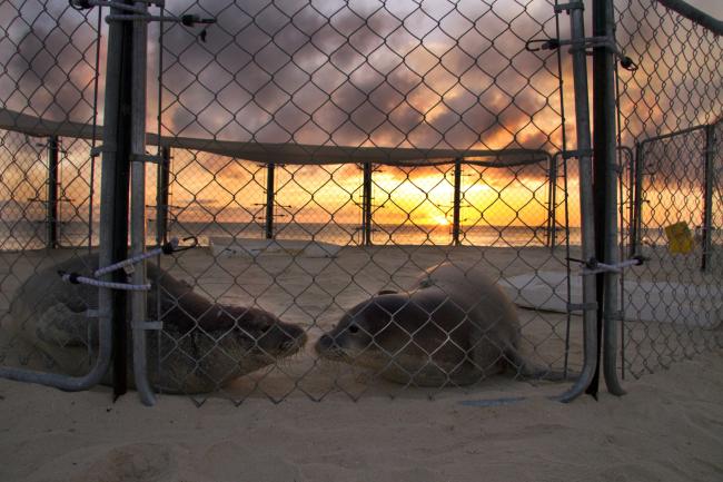Monk seals in rehabilitation pen ignoring the tropical sunset