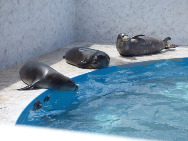 Monk seal swimming pool at rehabilitation facility