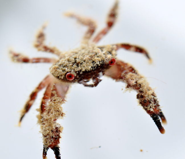 A crab wearing its camouflage, some sort of growth that traps sand particles